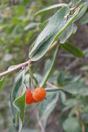 Lonicera pyrenaica \ Pyrenen-Heckenkirsche / Pyrenean Honeysuckle, E Pyrenäen/Pyrenees, Ordesa 23.8.2011