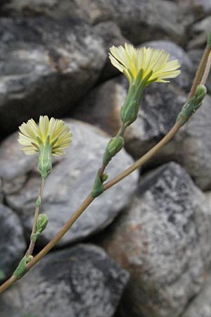 Lactuca serriola \ Kompass-Lattich, Wilder Lattich, E Pyrenäen, Erill la Vall in Boi - Tal 16.8.2006