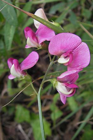 Lathyrus sylvestris \ Wald-Platterbse / Narrow-Leaved Flat Pea, E Bermeo 17.8.2011