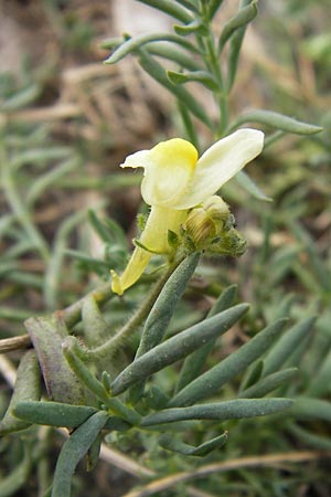 Linaria supina \ Niedriges Leinkraut, E Asturien Llanes 12.8.2012