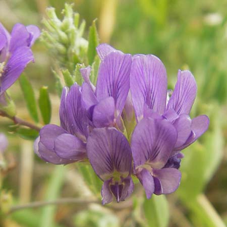 Medicago x varia \ Bastard-Luzerne / Sand Lucerne, E Zumaia 16.8.2011