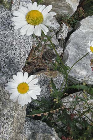 Leucanthemum vulgare \ Magerwiesen-Margerite, Frhe Wucherblume, E Pyrenäen, Caldes de Boi 16.8.2006