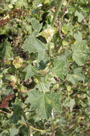 Malva multiflora \ Kretische Strauchpappel / Small Tree Mallow, Cretan Hollyhock, E Asturien/Asturia Ribadesella 10.8.2012