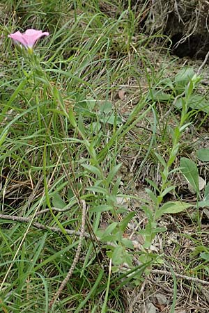 Linum viscosum \ Klebriger Lein / Sticky Flax, E Pyrenäen/Pyrenees, La Popla de Lillet 5.8.2018