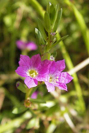 Lythrum junceum \ Binsen-Weiderich / False Grass Poly, E Picos de Europa, Carrea 11.8.2012