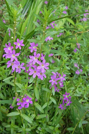 Lythrum junceum \ Binsen-Weiderich / False Grass Poly, E Asturien/Asturia Llanes 12.8.2012