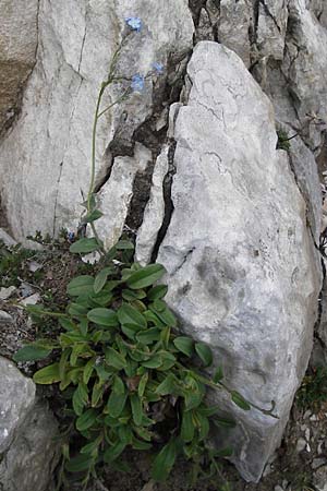 Myosotis alpestris \ Alpen-Vergissmeinnicht, E Picos de Europa, Fuente De 14.8.2012