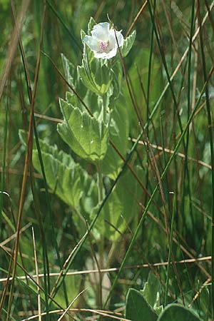 Althaea officinalis \ Eibisch / Common Marsh Mallow, E Prov.  Teruel 24.7.2001