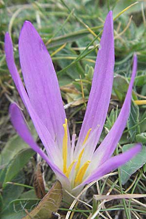 Colchicum montanum / Merendera, E Pyrenees, Caldes de Boi 16.8.2006