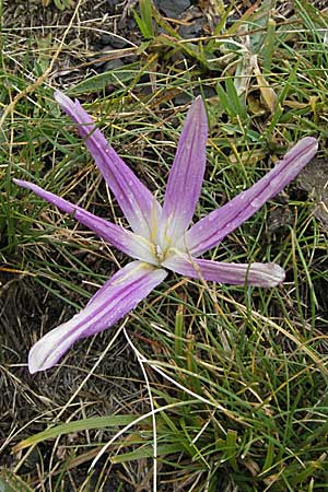 Colchicum montanum \ Pyrenen-Lichtblume, E Pyrenäen, Benasque 17.8.2006