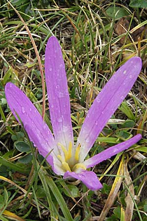 Colchicum montanum \ Pyrenen-Lichtblume, E Pyrenäen, Benasque 17.8.2006