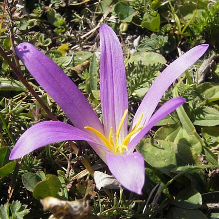 Colchicum montanum \ Pyrenen-Lichtblume / Merendera, E Pyrenäen/Pyrenees, Hecho - Tal / Valley 19.8.2011