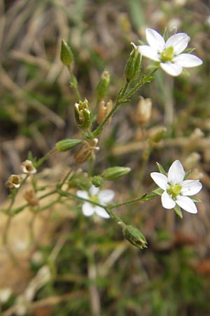 Minuartia recurva \ Krummblttrige Miere, E Pyrenäen, Ordesa 23.8.2011