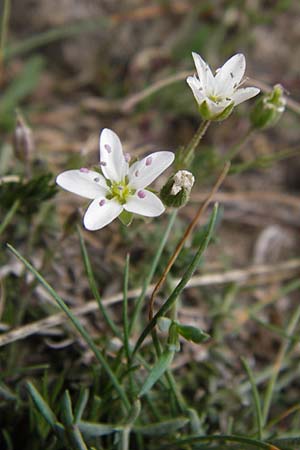 Minuartia capillacea \ Leinbltige Miere / Sandwort, E Picos de Europa, Fuente De 14.8.2012