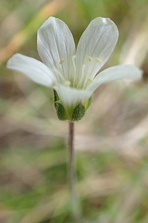 Minuartia laricifolia ? \ Lrchenblttrige Miere, E Pyrenäen, Prat de Cadi 6.8.2018