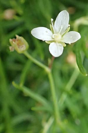 Moehringia muscosa \ Moos-Nabelmiere / Mossy Sandwort, E Pyrenäen/Pyrenees, Castellar de N'Hug 5.8.2018