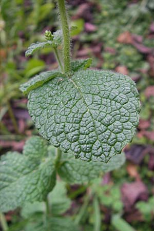 Mentha suaveolens \ Rundblttrige Minze, Apfel-Minze / Round-Leaved Mint, Apple Mint, E Guernika 17.8.2011