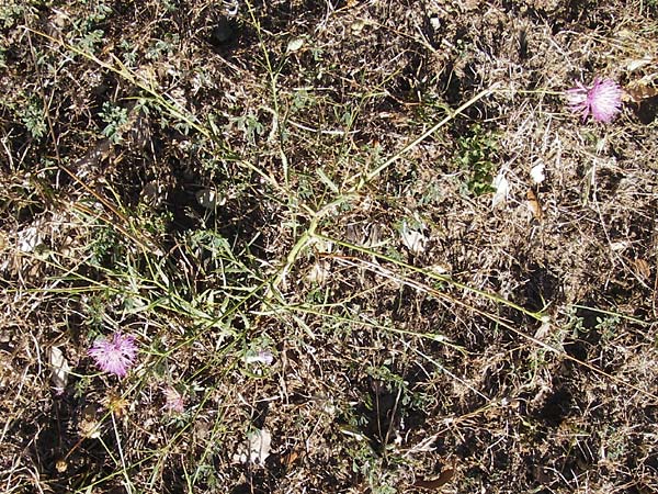 Mantisalca salmantica \ Salamanca-Flockenblume / Salamanca Knapweed, E Picos de Europa, Potes 16.8.2012