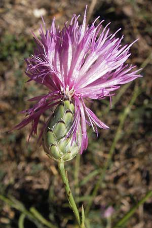 Mantisalca salmantica / Salamanca Knapweed, E Picos de Europa, Potes 16.8.2012