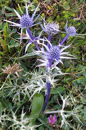 Eryngium bourgatii \ Spanische Mannstreu, Pyrenen-Distel / Blue Eryngo, Pyrenean Thistle, E Picos de Europa, Covadonga 7.8.2012