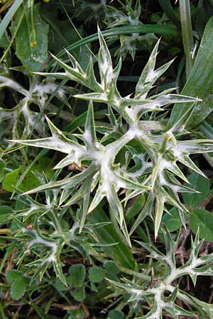 Eryngium bourgatii \ Spanische Mannstreu, Pyrenen-Distel / Blue Eryngo, Pyrenean Thistle, E Picos de Europa, Covadonga 7.8.2012