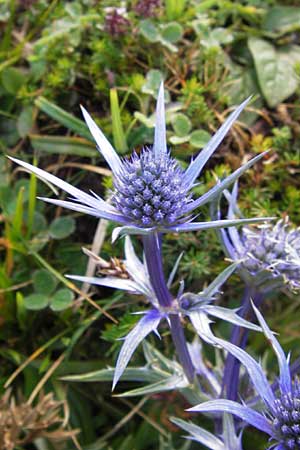 Eryngium bourgatii \ Spanische Mannstreu, Pyrenen-Distel, E Picos de Europa, Covadonga 7.8.2012