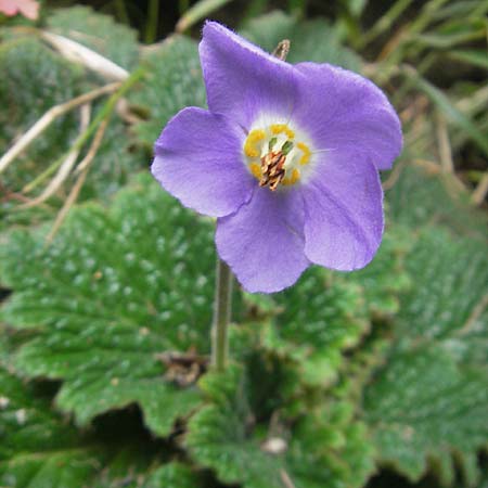 Ramonda myconi / Pyrenean Violet, E Pyrenees, Ordesa 22.8.2011