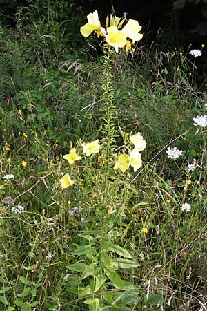 Oenothera glazioviana \ Rotkelchige Nachtkerze, E Asturien, Cangas de Onis 11.8.2012