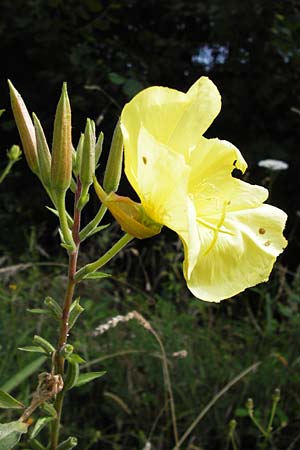 Oenothera glazioviana \ Rotkelchige Nachtkerze / Large-Flowered Evening Primrose, E Asturien/Asturia, Cangas de Onis 11.8.2012