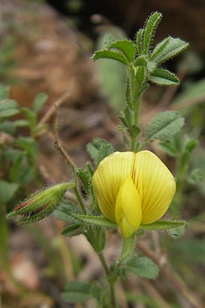 Ononis natrix \ Gelbe Hauhechel / Yellow Restharrow, E Pyrenäen/Pyrenees, Ordesa 22.8.2011