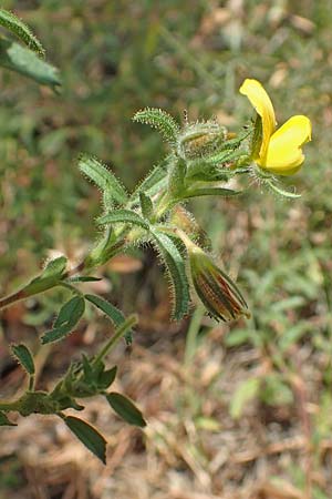 Ononis natrix \ Gelbe Hauhechel / Yellow Restharrow, E Pyrenäen/Pyrenees, Estana 7.8.2018