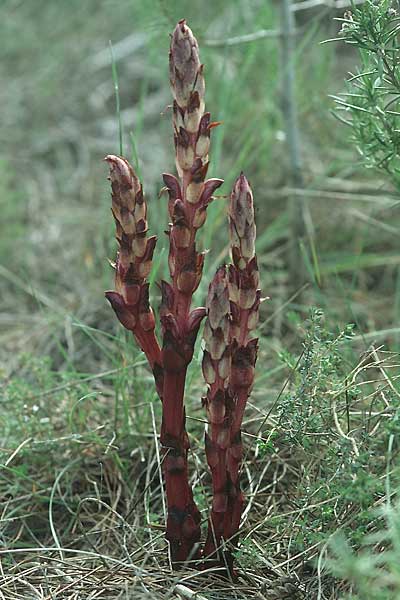 Orobanche latisquama \ Breitschuppige Sommerwurz, E Katalonien Calders 1.5.2004