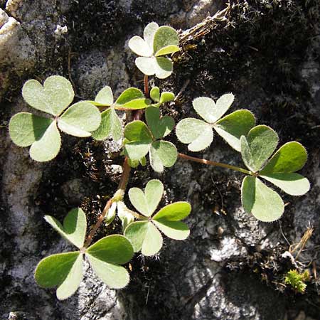 Oxalis corniculata var. corniculata \ Hornfrchtiger Sauerklee / Procumbent Yellow Sorrel, E Picos de Europa, Carrea 11.8.2012