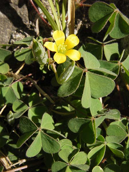 Oxalis corniculata var. corniculata \ Hornfrchtiger Sauerklee / Procumbent Yellow Sorrel, E Picos de Europa, Potes 17.8.2012