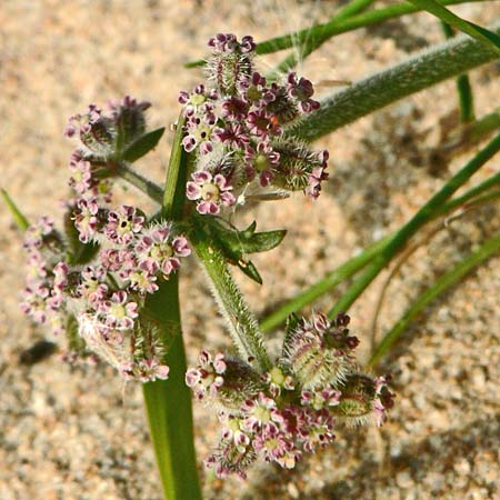 Daucus pumilus \ Zwerg-Mhre, Falscher Breitsame, E Andalusia, Playa Zahora 23.4.2007 (Photo: Axel Hirsch)