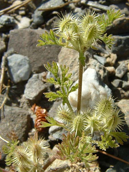 Daucus pumilus \ Zwerg-Mhre, Falscher Breitsame / False Orlaya, Small Carrot, E Andalusia, Mlaga, Salares 5.6.2007 (Photo: Axel Hirsch)