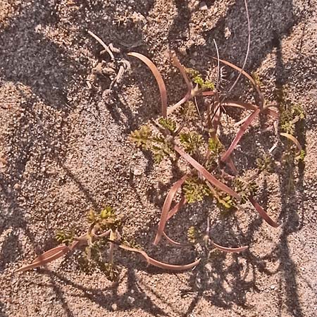 Daucus pumilus / False Orlaya, Small Carrot, E Andalusia, Playa Zahora 10.2.2012 (Photo: Axel Hirsch)