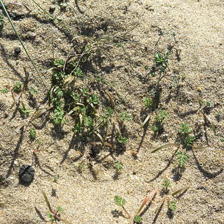 Daucus pumilus \ Zwerg-Mhre, Falscher Breitsame / False Orlaya, Small Carrot, E Andalusia, Playa Zahora 29.11.2015 (Photo: Axel Hirsch)