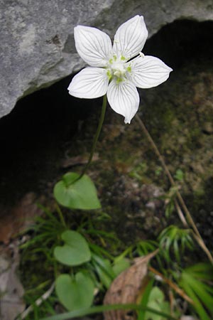 Parnassia palustris \ Sumpf-Herzblatt, Studentenrschen / Grass of Parnassus, E Pyrenäen/Pyrenees, Ordesa 22.8.2011