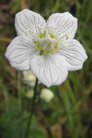 Parnassia palustris \ Sumpf-Herzblatt, Studentenrschen / Grass of Parnassus, E Pyrenäen/Pyrenees, Ordesa 22.8.2011