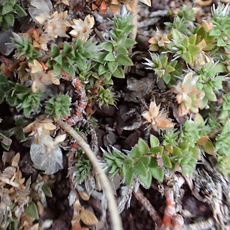 Paronychia kapela \ Kapela-Nagelkraut / Kapela Nailwort, E Pyrenäen/Pyrenees, Castellar de N'Hug 5.8.2018