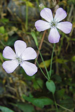 Petrocoptis pyrenaica subsp. glaucifolia \ Pyrenen-Nelke / Pyrenean Pink, E Asturien/Asturia, Cangas de Onis 8.8.2012