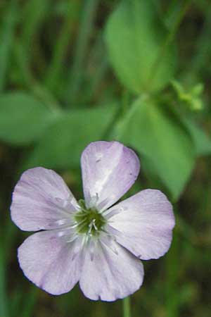 Petrocoptis pyrenaica subsp. glaucifolia \ Pyrenen-Nelke / Pyrenean Pink, E Asturien/Asturia, Cangas de Onis 8.8.2012