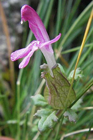 Pedicularis sylvatica \ Wald-Lusekraut / Common Louseport, E Pyrenäen/Pyrenees, Caldes de Boi 18.8.2006