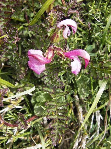 Pedicularis pyrenaica / Pyrenean Lousewort, E Picos de Europa, Fuente De 14.8.2012