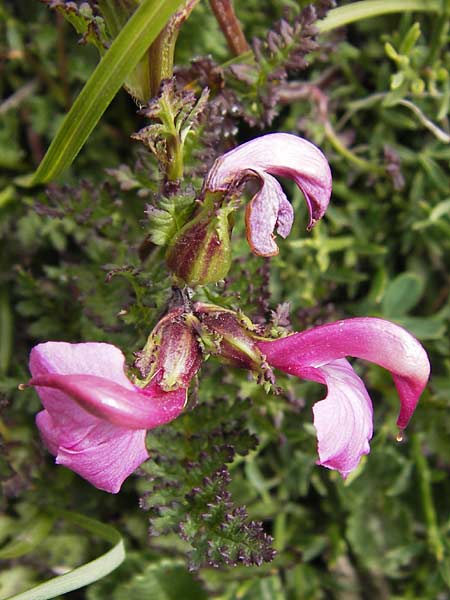 Pedicularis pyrenaica \ Pyrenen-Lusekraut, E Picos de Europa, Fuente De 14.8.2012