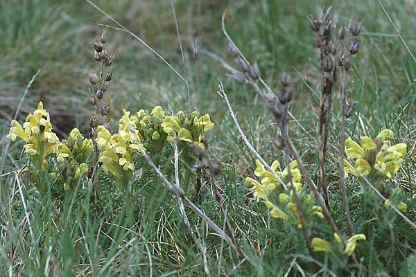 Pedicularis comosa \ Schopfiges Lusekraut / Common Crested Lousewort, E Navarra, Pamplona 7.5.2000