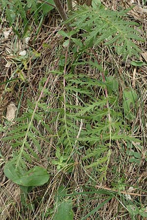 Pedicularis foliosa \ Reichblttriges Lusekraut / Leafy Lousewort, E Pyrenäen/Pyrenees, Cadi, Coll de Jovell 7.8.2018