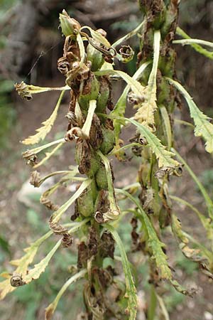 Pedicularis foliosa \ Reichblttriges Lusekraut, E Pyrenäen, Cadi, Coll de Jovell 7.8.2018