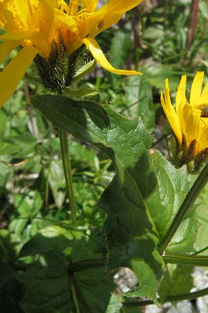 Picris hieracioides \ Gemeines Bitterkraut, E Pyrenäen, Caldes de Boi 16.8.2006